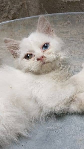 Persian breed odd eyes kittens 2