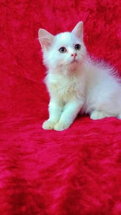Persian breed odd eyes kittens
