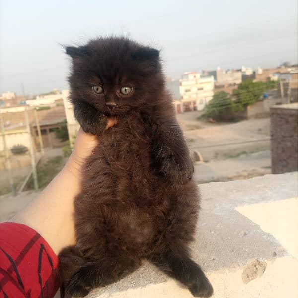 Persian cat 3