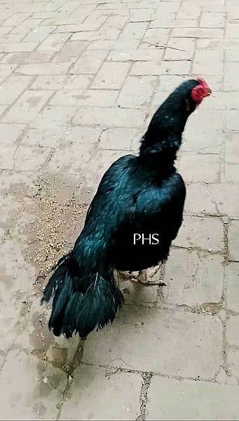 Amroha hen 2