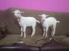 barbari nasal / Goats / بکرے / goats pair /
