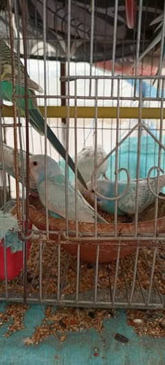 Australian Bajri Parrots For Sale