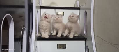 Persian heavy fur fawn kittens