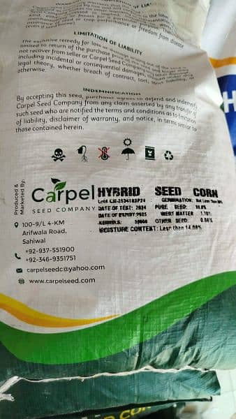 hybrid corn seed 3
