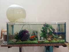 all fish items or takriban 2 foot Ka ha aquarium or 7 fishs