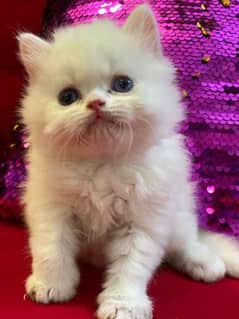 Semi piki Persian male kitten