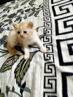 Cute pesian kittens for sale