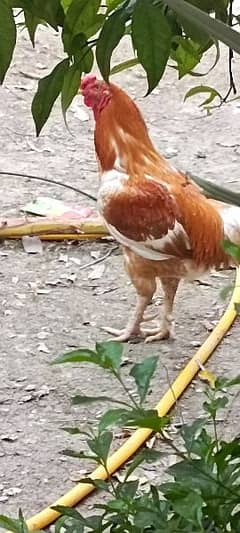 Big golden rooster for sale