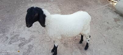 dumba for sale 03172797292