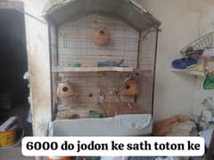 pinjira k sath parrot 6000 rupe