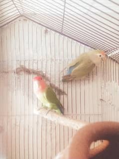 love birds Green peach breeder pair urgent for sale 0