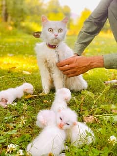 persian cats