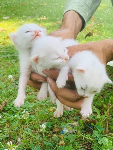 persian cats 4
