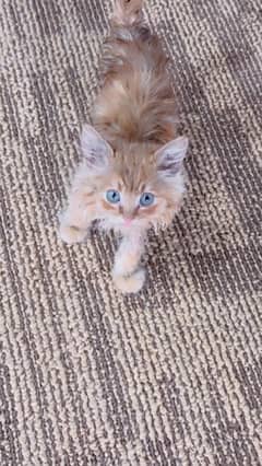 Persian Kid Kitten Female