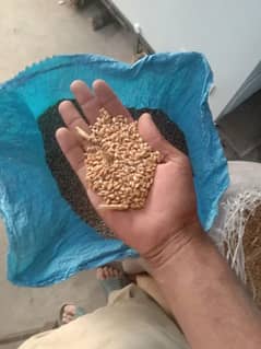 Fresh Wheat Grains Gandum Gandam Danay