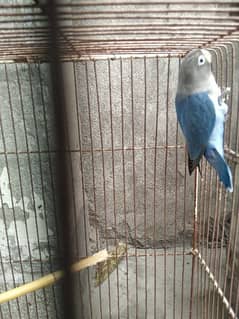 blue fishri male