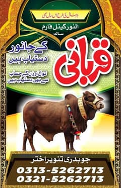 Qurbaani Bull Available for Sale