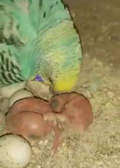 All kind of bajri parrot available
