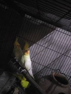 coctail parrot bird pair and single 3 piece 03098877975watsapp975 0