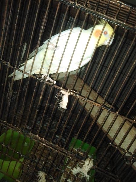 coctail parrot bird pair and single 3 piece 03098877975watsapp975 1