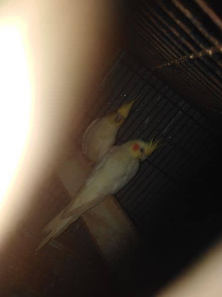 coctail parrot bird pair and single 3 piece 03098877975watsapp975 2