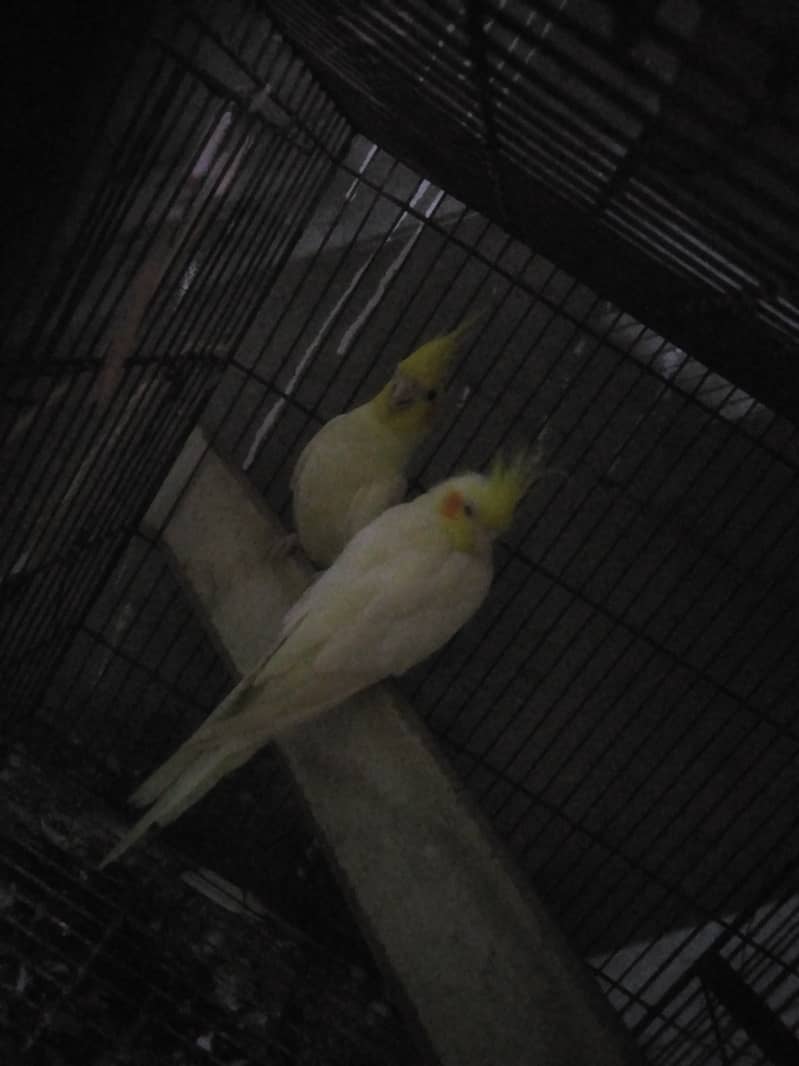 coctail parrot bird pair and single 3 piece 03098877975watsapp975 3