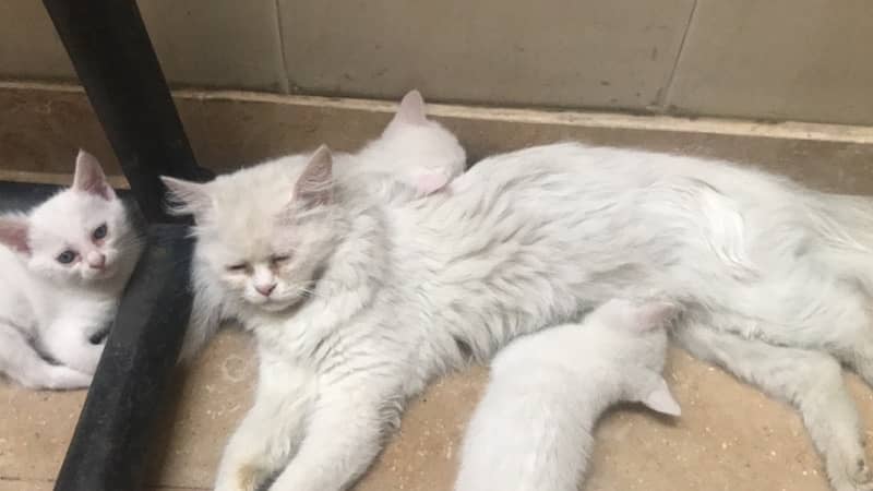 Persian Baby kittens 0