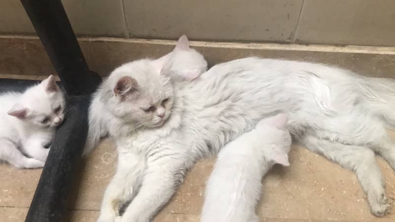 Persian Baby kittens 1