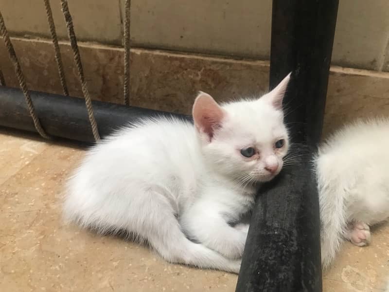 Persian Baby kittens 2