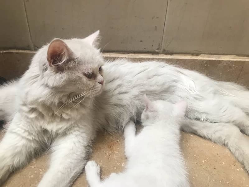 Persian Baby kittens 3