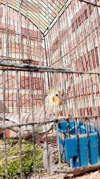 hand Tamed grey cocktiel pair with cage and box 1