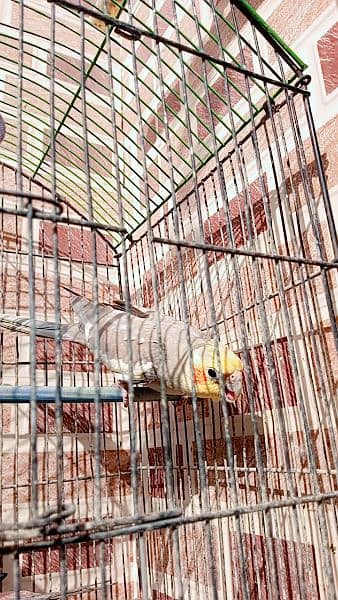 hand Tamed grey cocktiel pair with cage and box 2