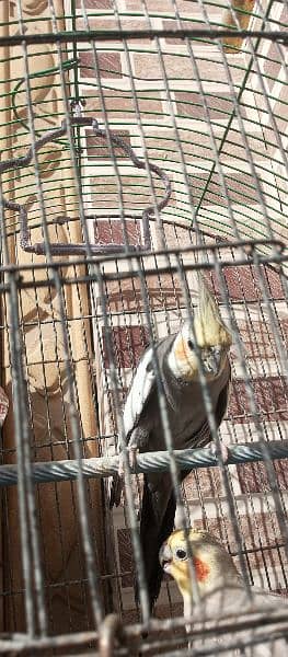 hand Tamed grey cocktiel pair with cage and box 5