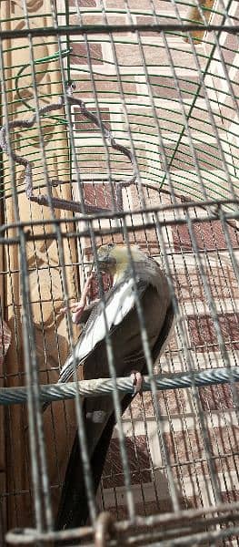 hand Tamed grey cocktiel pair with cage and box 6