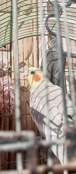 hand Tamed grey cocktiel pair with cage and box 8
