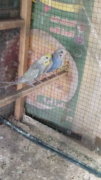 Budgie 1