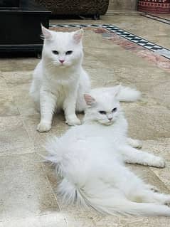 Persian Cat's Pair. . Male OR Female