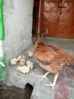 9 chick or murgi