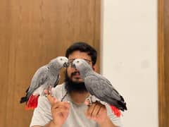 healthy and active congo size grey parrots pair for sale