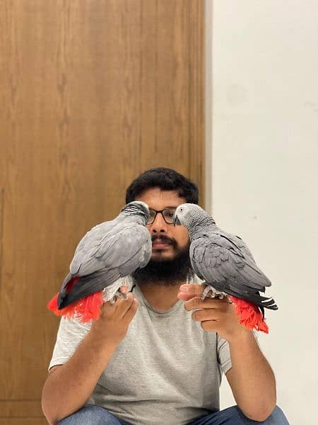 healthy and active congo size grey parrots pair for sale 1