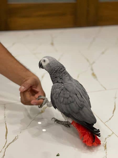 healthy and active congo size grey parrots pair for sale 2