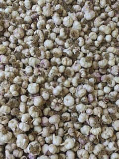 Garlic lehsan for sale