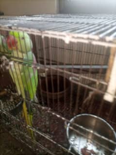 Kashmiri / Raw / Parrot / Green parrot / Hand tamed