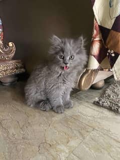 smoky color Persian cat