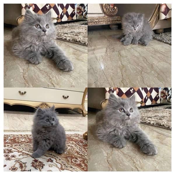 smoky color Persian cat 1