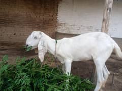 goat sale for Qurbani age one year and 2 month paki dondi