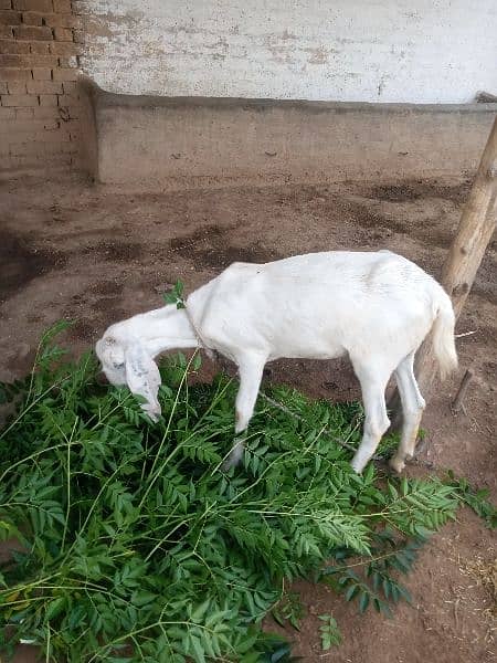 goat sale for Qurbani age one year and 2 month paki dondi 1