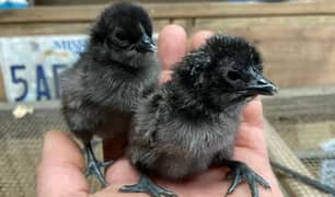 Ayam Cemani Gray Toung Chicks 
Available 0