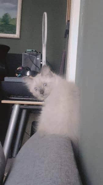 Persian Kittens for sale 8