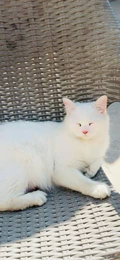 Persian cat 2 coated for sale only serious buyers can contact me